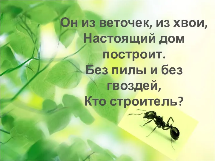 Он из веточек, из хвои, Настоящий дом построит. Без пилы и без гвоздей, Кто строитель?