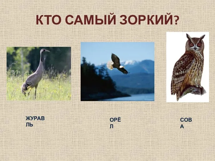 КТО САМЫЙ ЗОРКИЙ? ЖУРАВЛЬ ОРЁЛ СОВА