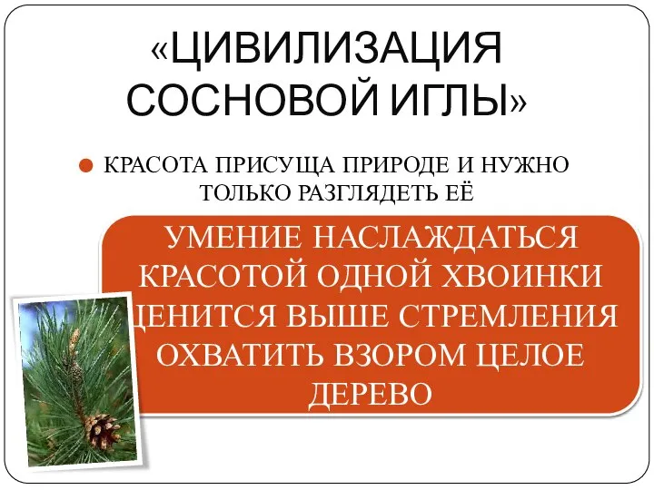 «ЦИВИЛИЗАЦИЯ СОСНОВОЙ ИГЛЫ» КРАСОТА ПРИСУЩА ПРИРОДЕ И НУЖНО ТОЛЬКО РАЗГЛЯДЕТЬ ЕЁ