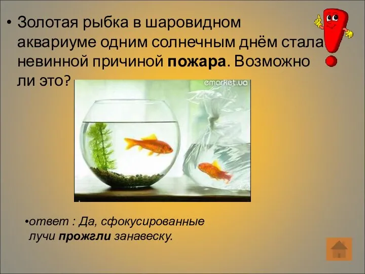 Золотая рыбка в шаровидном аквариуме одним солнечным днём стала невинной причиной