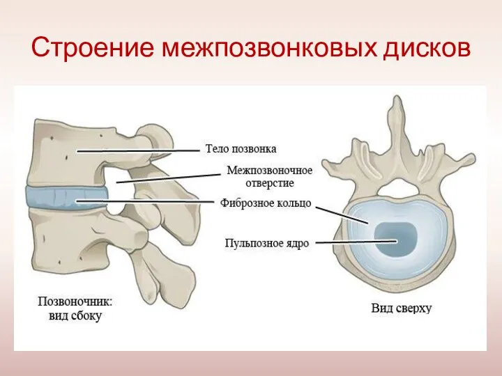 Строение межпозвонковых дисков