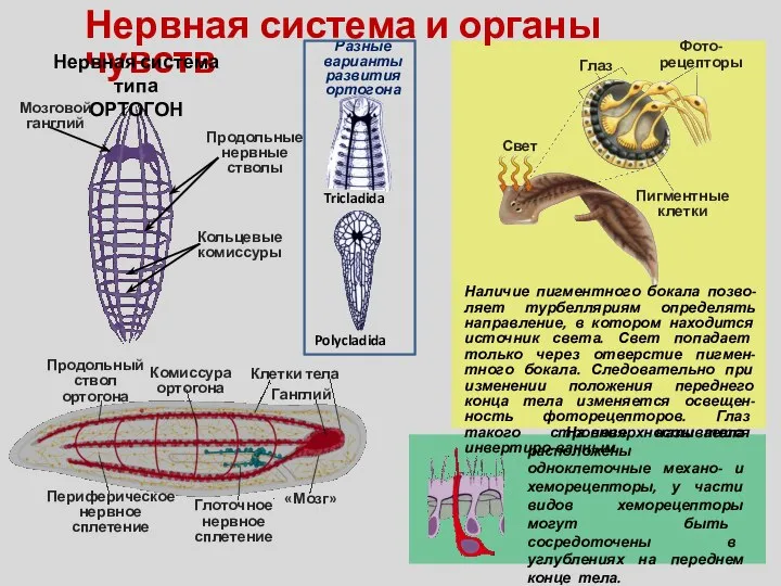 На поверхности тела расположены одноклеточные механо- и хеморецепторы, у части видов