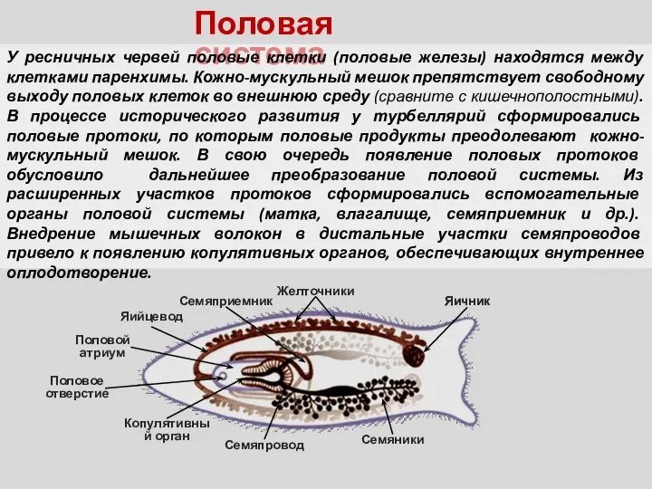 Половая система У ресничных червей половые клетки (половые железы) находятся между