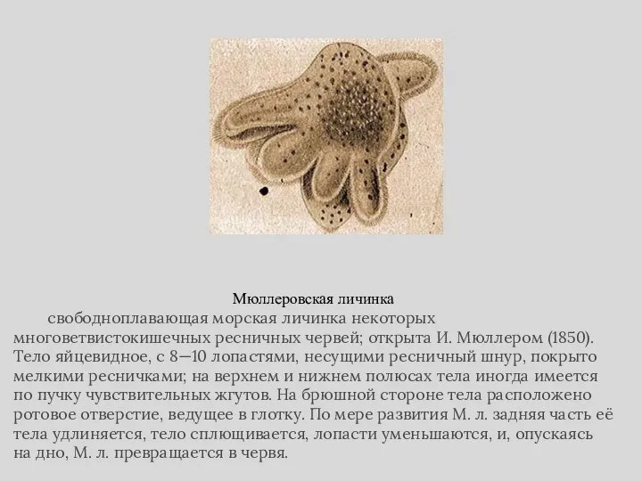 Мюллеровская личинка свободноплавающая морская личинка некоторых многоветвистокишечных ресничных червей; открыта И.