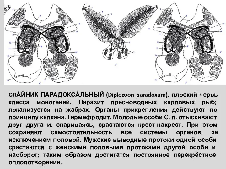 СПА́ЙНИК ПАРАДОКСА́ЛЬНЫЙ (Diplozoon paradoxum), плоский червь класса моногеней. Паразит пресноводных карповых