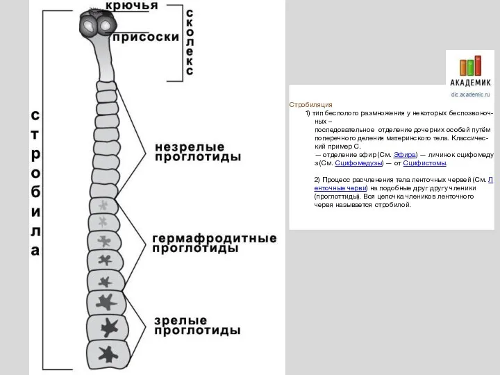 Стробиляция 1) тип бесполого размножения у некоторых беспозвоноч-ных – последовательное отделение