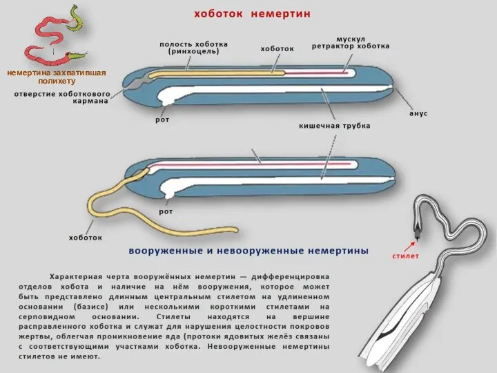 немертина захватившая полихету