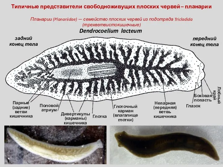 Типичные представители свободноживущих плоских червей – планарии Планарии (Planariidae) — семейство