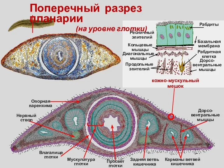 Поперечный разрез планарии (на уровне глотки) кожно-мускульный мешок Ресничный эпителий Базальная