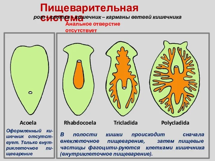 Acoela Rhabdocoela Tricladida Polycladida В полости кишки происходит сначала внеклеточное пищеварение,