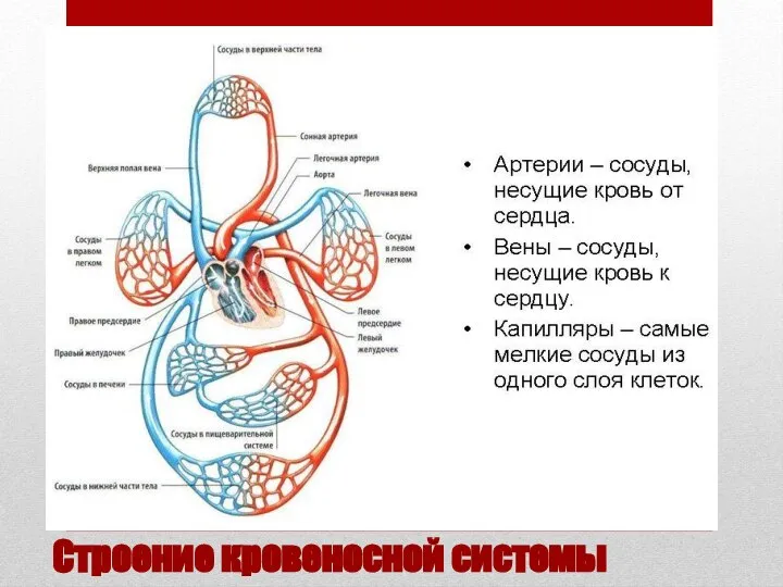 Строение кровеносной системы