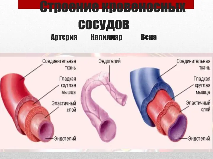 Строение кровеносных сосудов Артерия Капилляр Вена