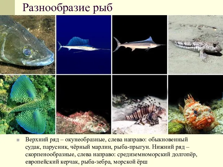 Разнообразие рыб Верхний ряд – окунеобразные, слева направо: обыкновенный судак, парусник,