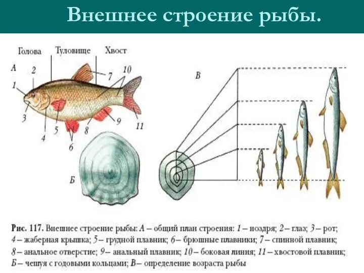 Внешнее строение рыбы.