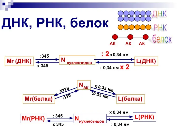 ДНК, РНК, белок N нуклеотидов NАК ДНК белок АК АК АК