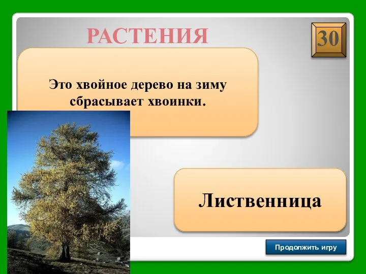 Продолжить игру РАУНД II РАСТЕНИЯ Это хвойное дерево на зиму сбрасывает хвоинки. Лиственница