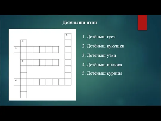 Детёныши птиц 1. Детёныш гуся 2. Детёныш кукушки 3. Детёныш утки