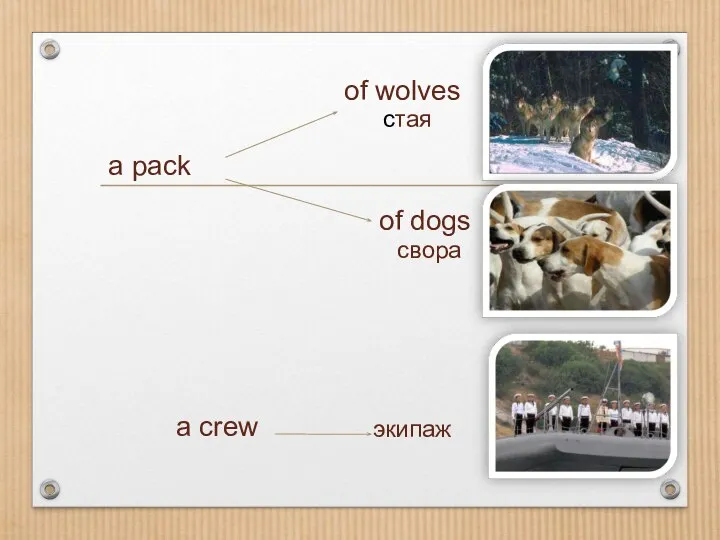 a pack of wolves of dogs cтая свора a crew экипаж