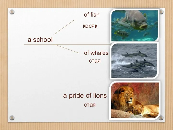 a school of fish of whales косяк стая стая a pride of lions