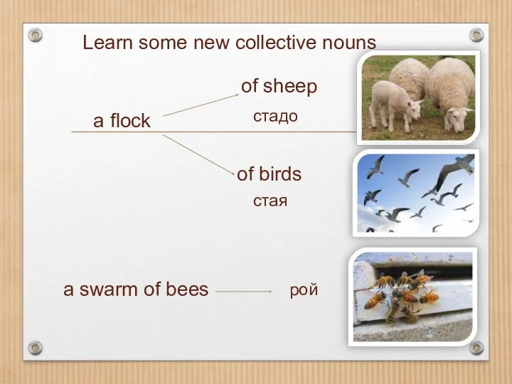 Learn some new collective nouns a flock of sheep of birds