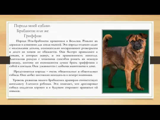 Порода моей собаки-Брабансон или же Гриффон Порода Пти-брабонсон произошла в Бельгии.