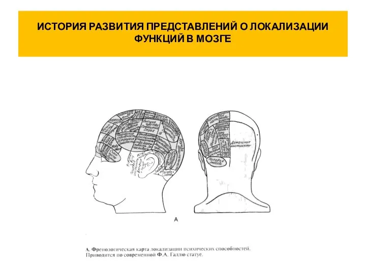 ИСТОРИЯ РАЗВИТИЯ ПРЕДСТАВЛЕНИЙ О ЛОКАЛИЗАЦИИ ФУНКЦИЙ В МОЗГЕ