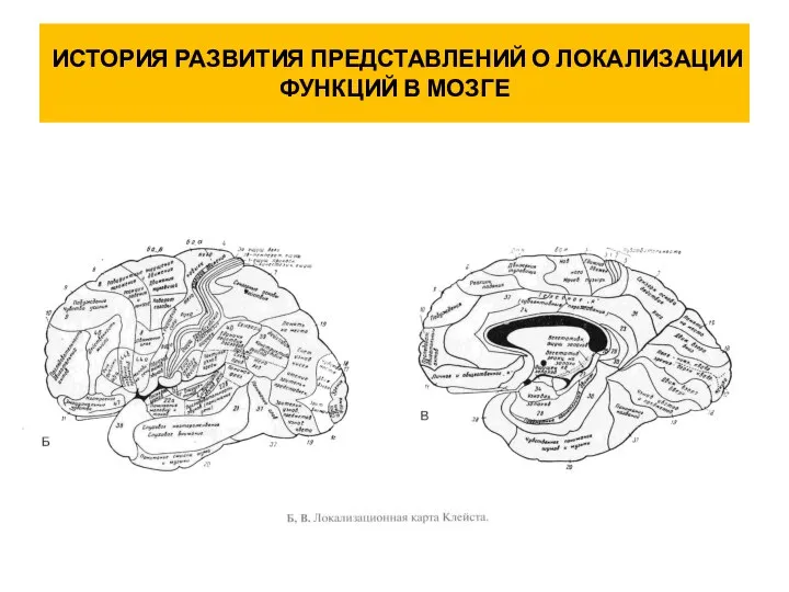 ИСТОРИЯ РАЗВИТИЯ ПРЕДСТАВЛЕНИЙ О ЛОКАЛИЗАЦИИ ФУНКЦИЙ В МОЗГЕ