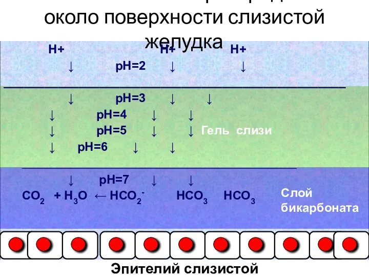 Схема изменения рН градиента около поверхности слизистой желудка Н+ Н+ Н+