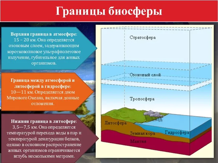 Границы биосферы Верхняя граница в атмосфере: 15 – 20 км. Она