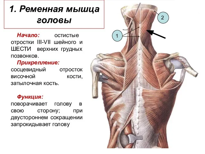 1. Ременная мышца головы Начало: остистые отростки III-VII шейного и ШЕСТИ