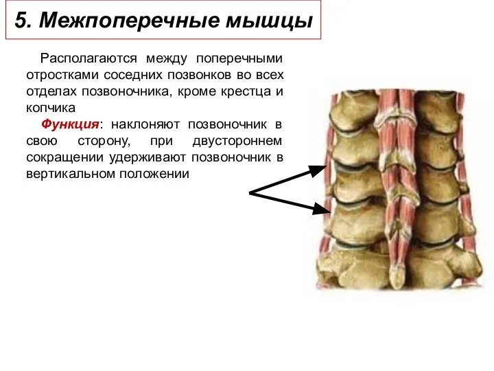 5. Межпоперечные мышцы Располагаются между поперечными отростками соседних позвонков во всех