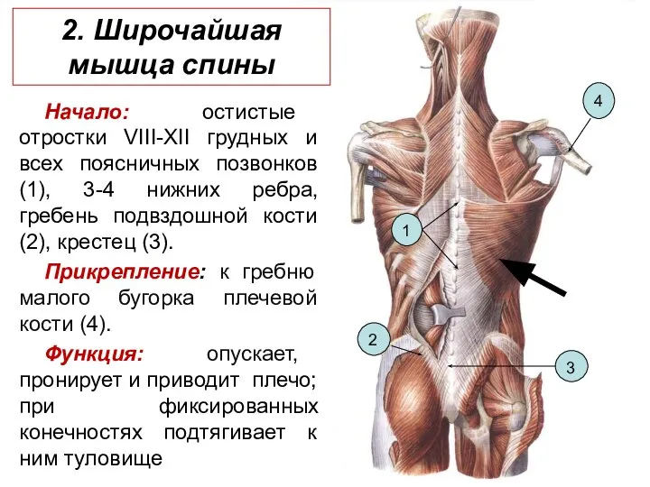 2. Широчайшая мышца спины Начало: остистые отростки VIII-XII грудных и всех