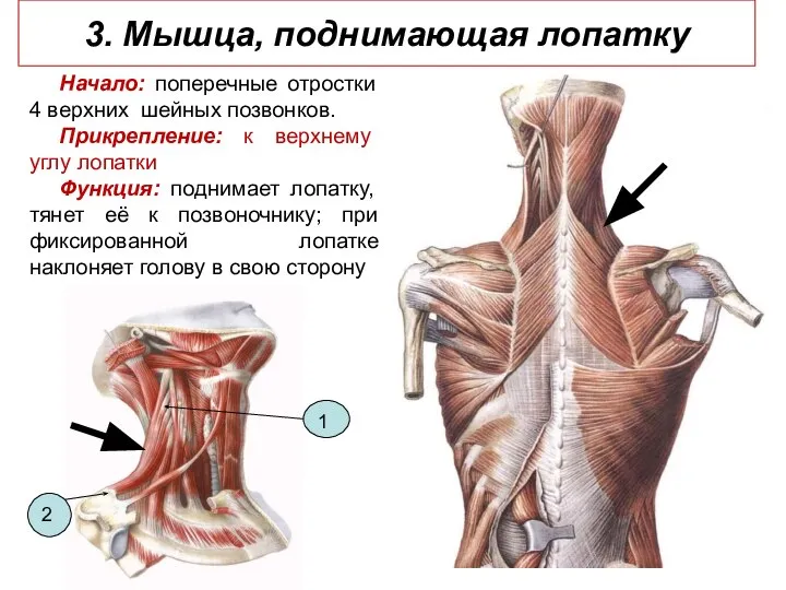 3. Мышца, поднимающая лопатку Начало: поперечные отростки 4 верхних шейных позвонков.