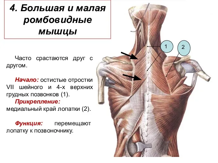 4. Большая и малая ромбовидные мышцы Часто срастаются друг с другом.