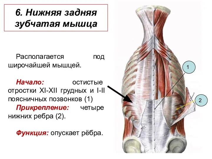 6. Нижняя задняя зубчатая мышца Располагается под широчайшей мышцей. Начало: остистые