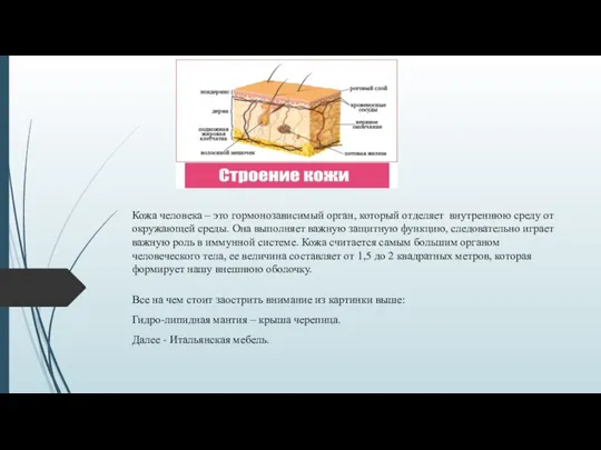 Кожа человека – это гормонозависимый орган, который отделяет внутреннюю среду от