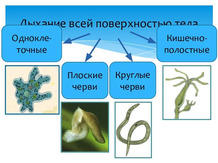 Дыхание всей поверхностью тела Однокле-точные Кишечно- полостные Плоские черви Круглые черви