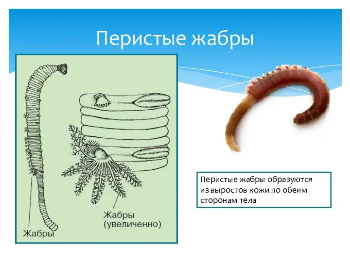 Перистые жабры Перистые жабры образуются из выростов кожи по обеим сторонам тела