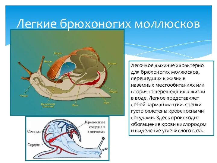 Легкие брюхоногих моллюсков Легочное дыхание характерно для брюхоногих моллюсков, перешедших к