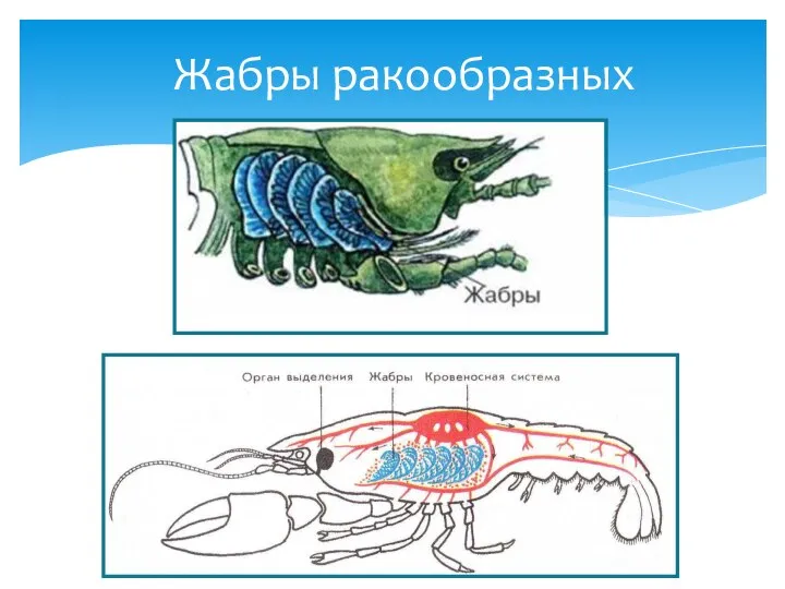 Жабры ракообразных