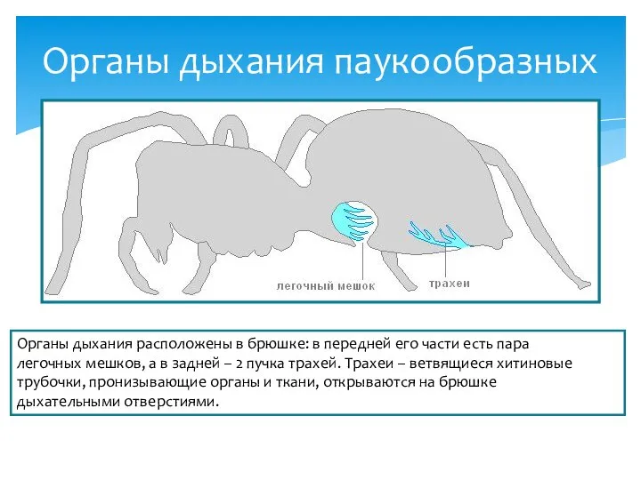 Органы дыхания паукообразных Органы дыхания расположены в брюшке: в передней его