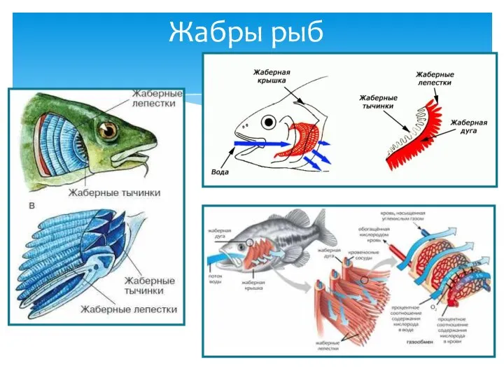 Жабры рыб