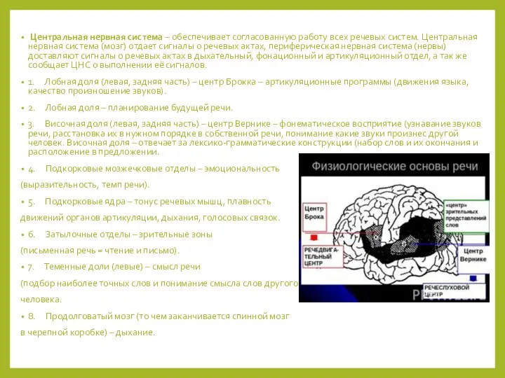 Центральная нервная система – обеспечивает согласованную работу всех речевых систем. Центральная