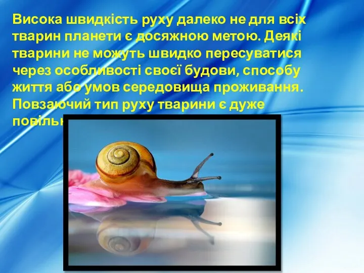 Висока швидкість руху далеко не для всіх тварин планети є досяжною