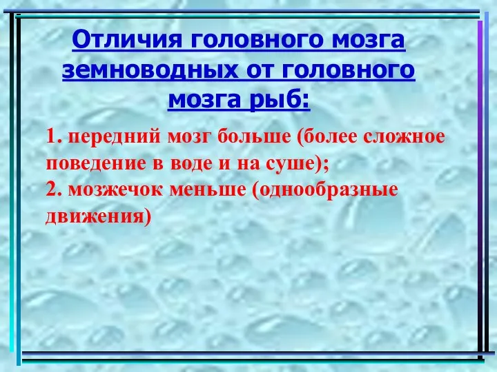 Отличия головного мозга земноводных от головного мозга рыб: 1. передний мозг