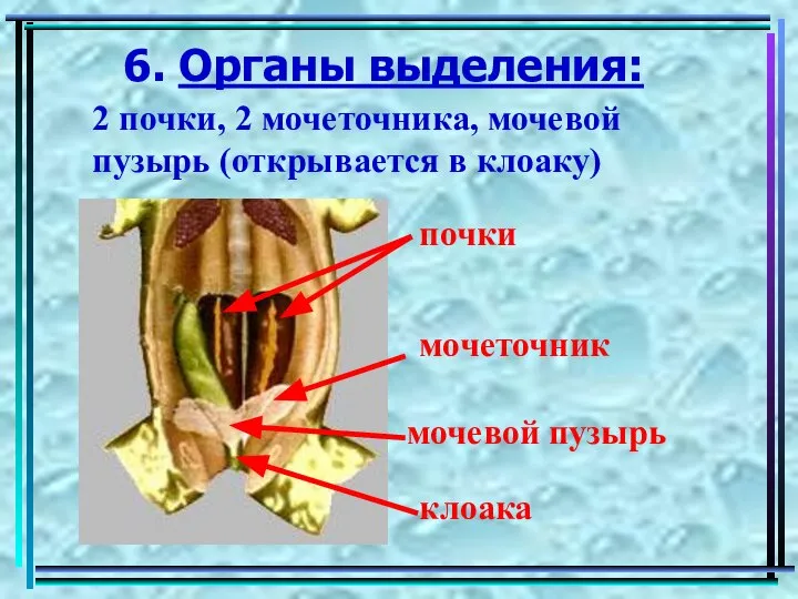 6. Органы выделения: 2 почки, 2 мочеточника, мочевой пузырь (открывается в