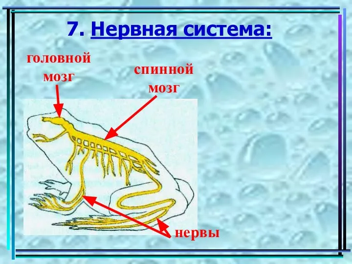 7. Нервная система: головной мозг спинной мозг нервы