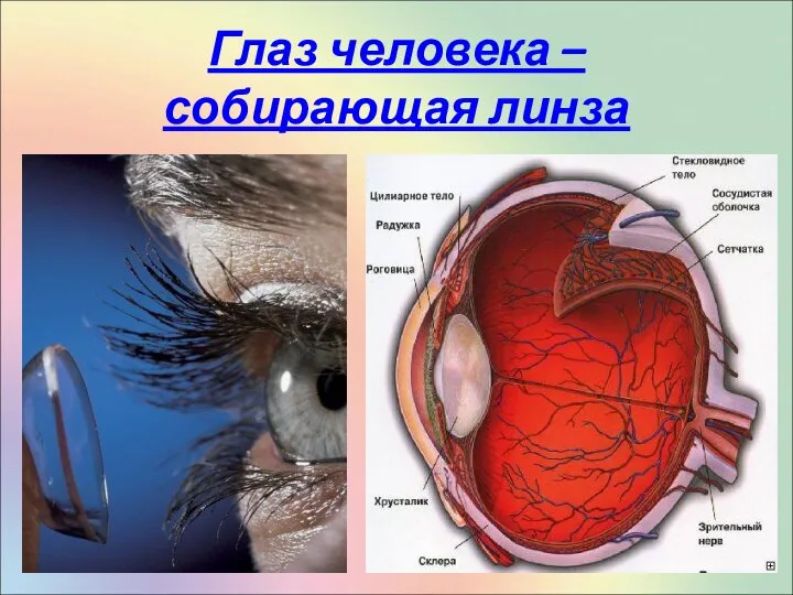 Глаз человека – собирающая линза