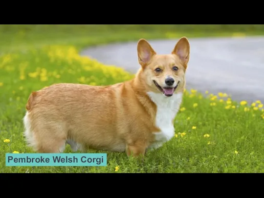 Pembroke Welsh Corgi