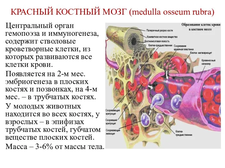 КРАСНЫЙ КОСТНЫЙ МОЗГ (medulla osseum rubra) Центральный орган гемопоэза и иммуногенеза,